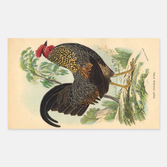 Antique Print Vintage Rooster Cockerel Rectangular Sticker (Front)