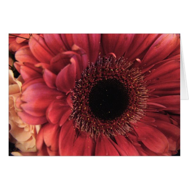 Antique Red (Front Horizontal)