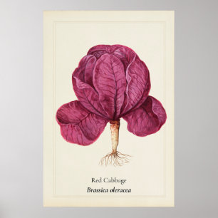 Antique Red Cabbage Botanical Illustration Wall Ar Poster
