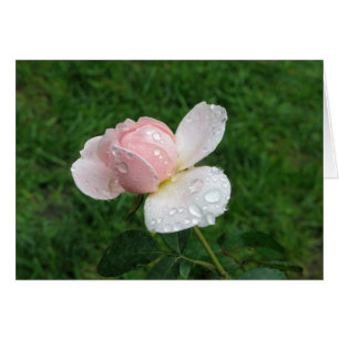 Antique Rose 3