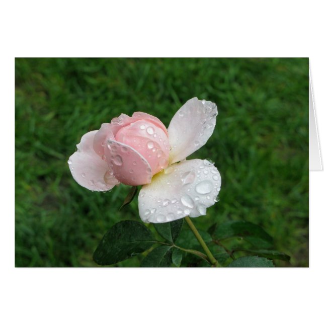 Antique Rose 3 (Front Horizontal)