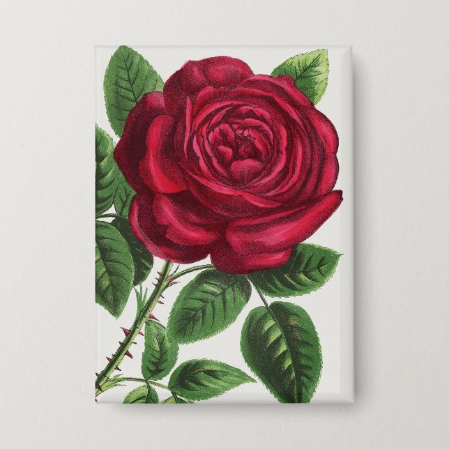 Antique Rose Lithograph, François-Frédéric Grobon (Front)