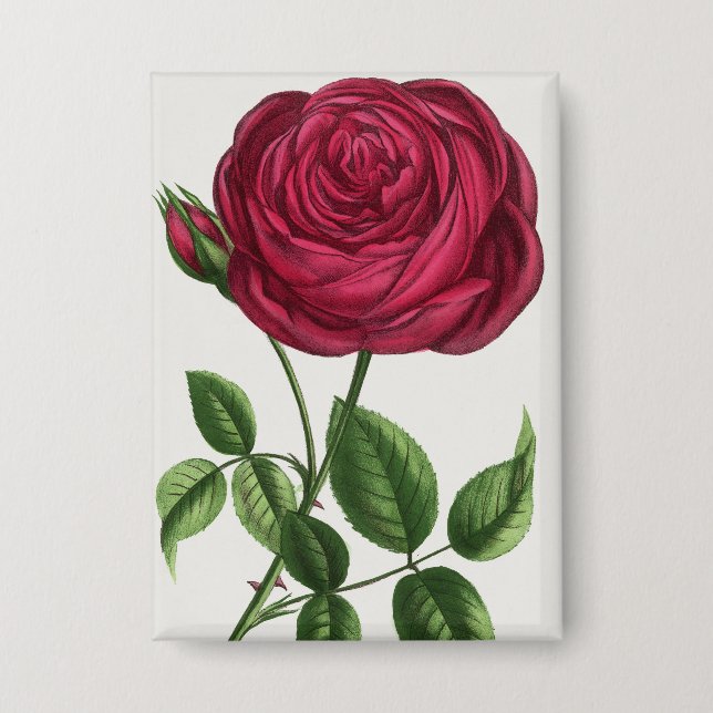 Antique Rose Lithograph, François-Frédéric Grobon (Front)