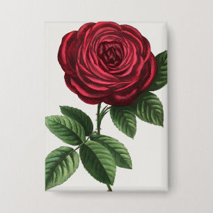 Antique Rose Lithograph, François-Frédéric Grobon