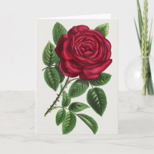 Antique Rose Lithograph, François-Frédéric Grobon Card