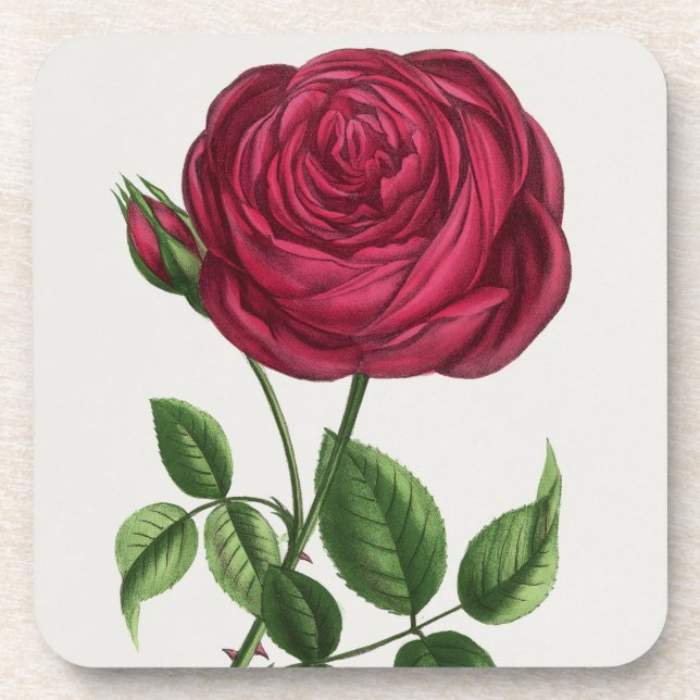 Antique Rose Lithograph, François-Frédéric Grobon Coaster (Front)