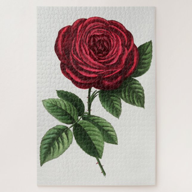 Antique Rose Lithograph, François-Frédéric Grobon Jigsaw Puzzle (Vertical)