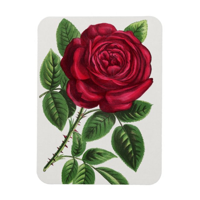 Antique Rose Lithograph, François-Frédéric Grobon Magnet (Vertical)