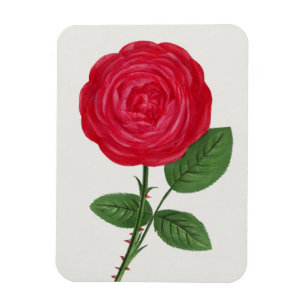 Antique Rose Lithograph, François-Frédéric Grobon Magnet