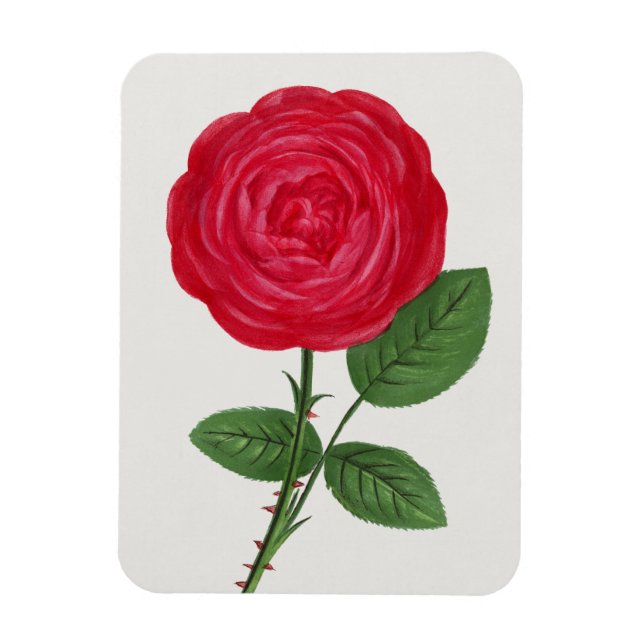 Antique Rose Lithograph, François-Frédéric Grobon Magnet (Vertical)