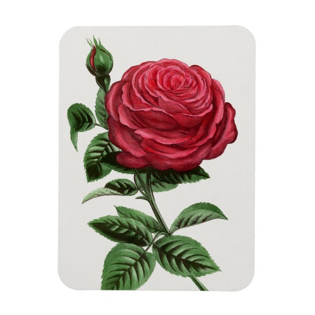 Antique Rose Lithograph, François-Frédéric Grobon Magnet (Vertical)