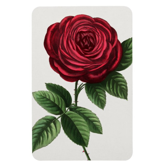 Antique Rose Lithograph, François-Frédéric Grobon Magnet (Vertical)