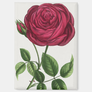 Antique Rose Lithograph, François-Frédéric Grobon Magnet