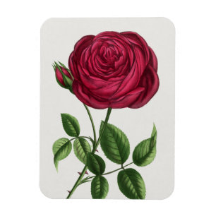 Antique Rose Lithograph, François-Frédéric Grobon Magnet