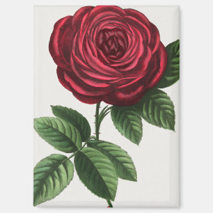 Antique Rose Lithograph, François-Frédéric Grobon Magnet