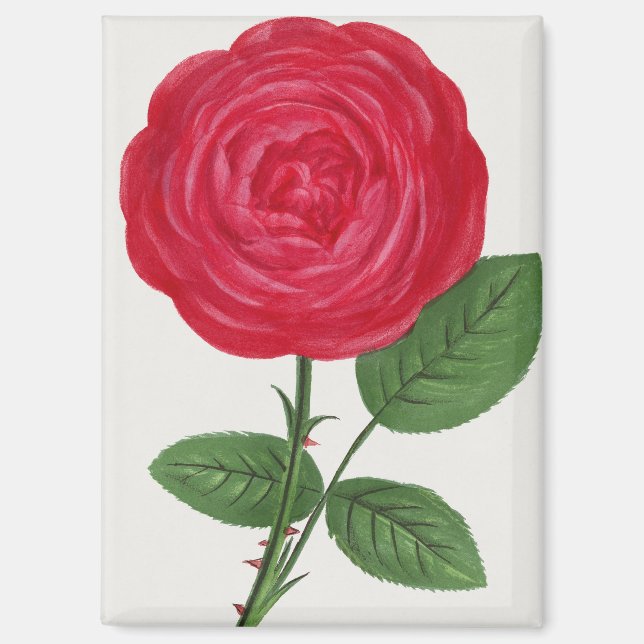 Antique Rose Lithograph, François-Frédéric Grobon Magnet (Front)