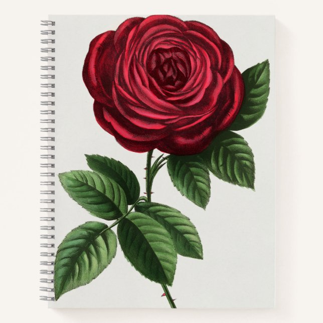 Antique Rose Lithograph, François-Frédéric Grobon Notebook (Front)