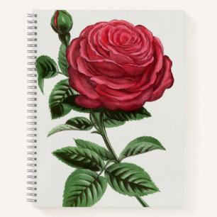 Antique Rose Lithograph, François-Frédéric Grobon Notebook