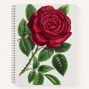 Antique Rose Lithograph, François-Frédéric Grobon Notebook