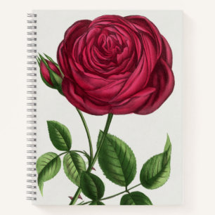 Antique Rose Lithograph, François-Frédéric Grobon Notebook