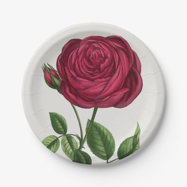 Antique Rose Lithograph, François-Frédéric Grobon Paper Plate (Front)