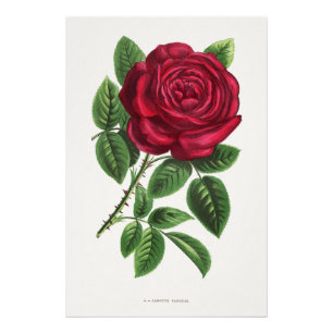 Antique Rose Lithograph, François-Frédéric Grobon Photo Print