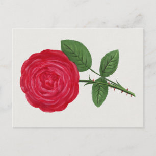 Antique Rose Lithograph, François-Frédéric Grobon Postcard