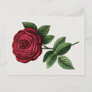 Antique Rose Lithograph, François-Frédéric Grobon Postcard