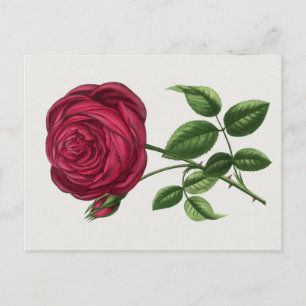 Antique Rose Lithograph, François-Frédéric Grobon Postcard