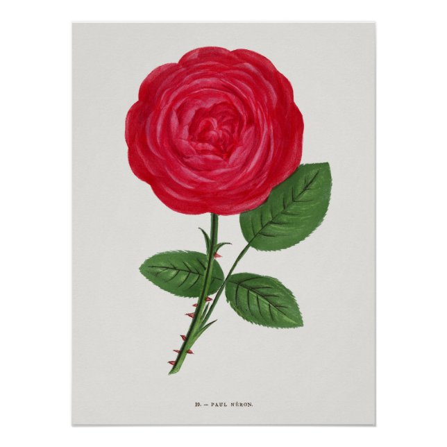 Antique Rose Lithograph, François-Frédéric Grobon Poster (Front)