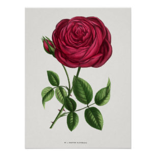 Antique Rose Lithograph, François-Frédéric Grobon Poster