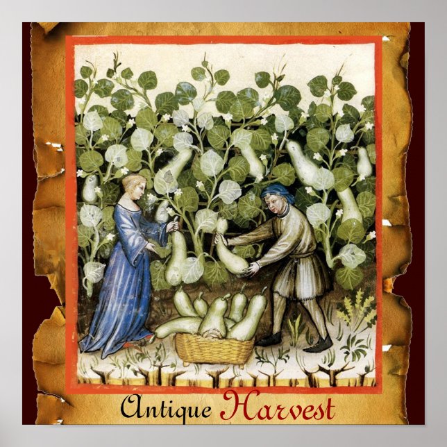 ANTIQUE SQUASH HARVEST POSTER (Front)