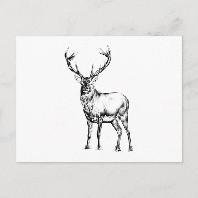 Antique stag art drawing handmade nature postcard (Front)