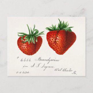 Antique Strawberries Griscom Passmor Postcard