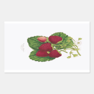 Antique Strawberry Print Sticker
