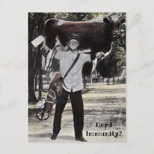 Antique style Herd Immunity cow delivery deliver Postcard