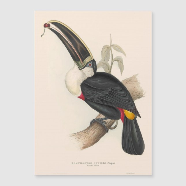 Antique Toucan Bird Wildlife Painting (Front)