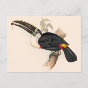 Antique Toucan Bird Wildlife Painting Postcard