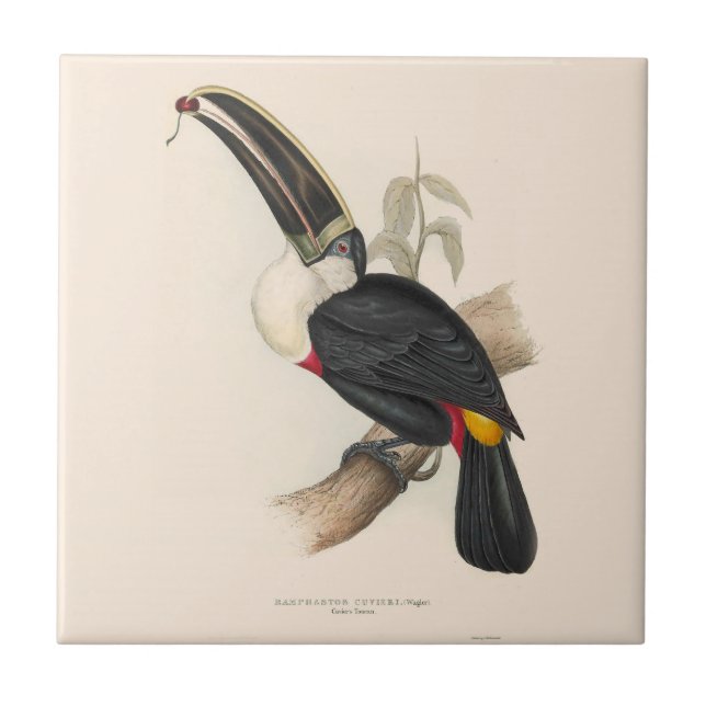 Antique Toucan Bird Wildlife Painting Tile (Front)