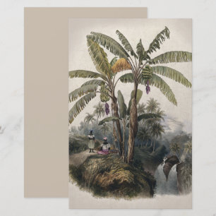 Antique Tropical Banana Tree Forest Vintage Bota