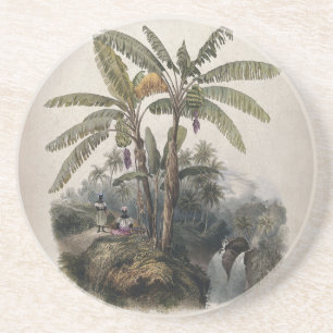 Antique Tropical Banana Tree Forest   Vintage Bota Coaster