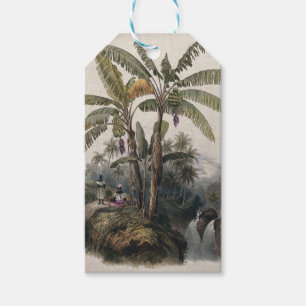 Antique Tropical Banana Tree Forest   Vintage Bota Gift Tags