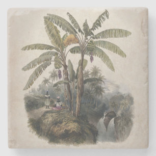 Antique Tropical Banana Tree Forest Vintage Bota Stone Coaster
