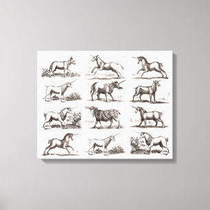 Antique Unicorn Engraving Vintage Zoology Specimen Canvas Print