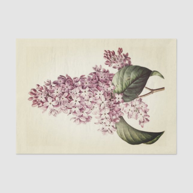 Antique Vintage Botanical Purple Lilac Blossom Tissue Paper (Front)