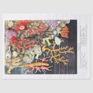 Antique Vintage Ocean Corals Tissue Paper