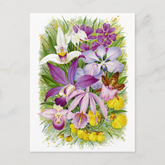 Antique/Vintage Orchids Floral Postcard
