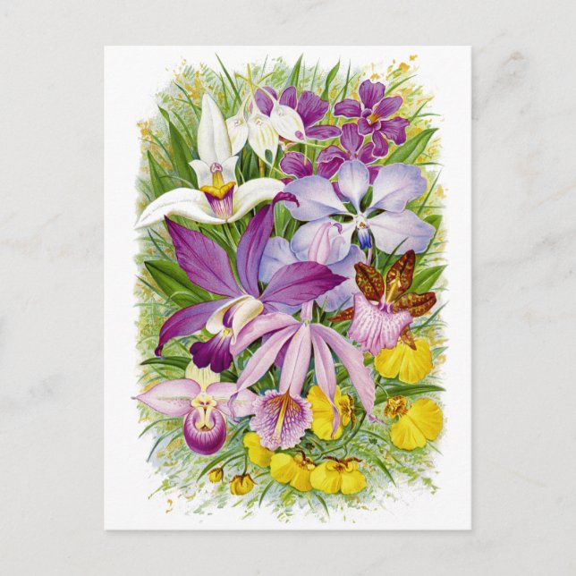 Antique/Vintage Orchids Floral Postcard (Front)
