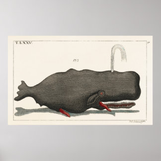 Antique Vintage Whale Woodcut Illustration Art Poster