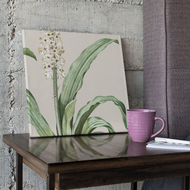 Antique Watercolor Botanical Print  (Watercolor Antique Botanical Print Poster)